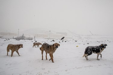 تهران برفی 