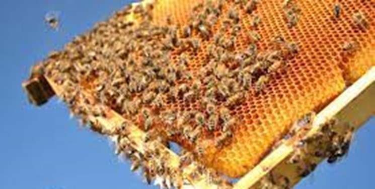 استقرار بیش از ۹۰ هزار کلونی زنبور عسل در شهرستان مهر