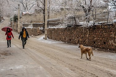 بارش برف در روستای تاریخی قلات شیراز 