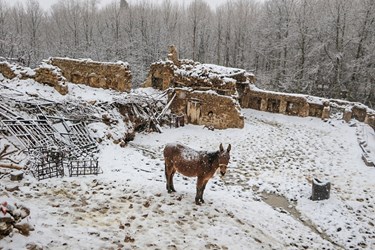 بارش برف در روستای تاریخی قلات شیراز 