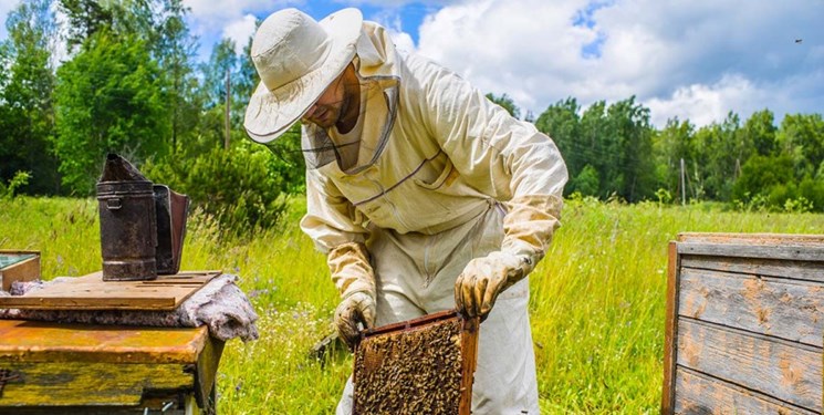 تولید ۳۵۳ تن عسل در گچساران