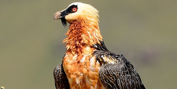 پرنده کمیاب هما در پارک ملی صیاد مشاهده شد
