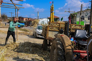 برداشت نیشکر در روستای کرچنگ قائم‌شهر