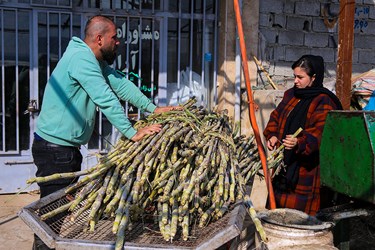 برداشت نیشکر در روستای کرچنگ قائم‌شهر