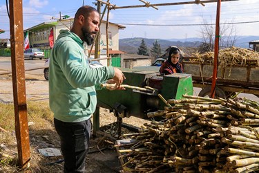 برداشت نیشکر در روستای کرچنگ قائم‌شهر