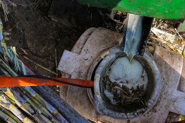 برداشت نیشکر در روستای کرچنگ قائم‌شهر