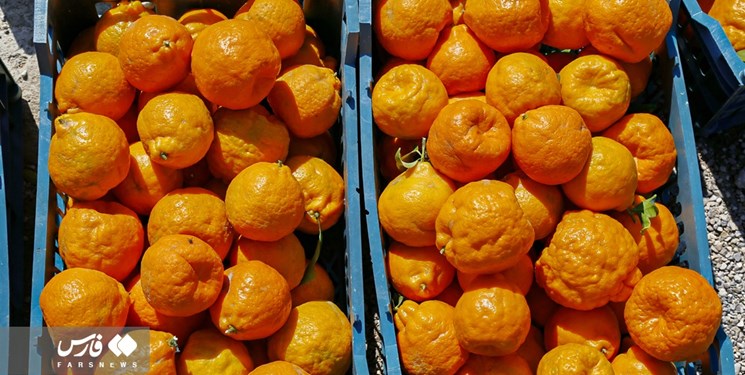 پیش بینی برداشت 70 هزار تن نارنگی در هرمزگان