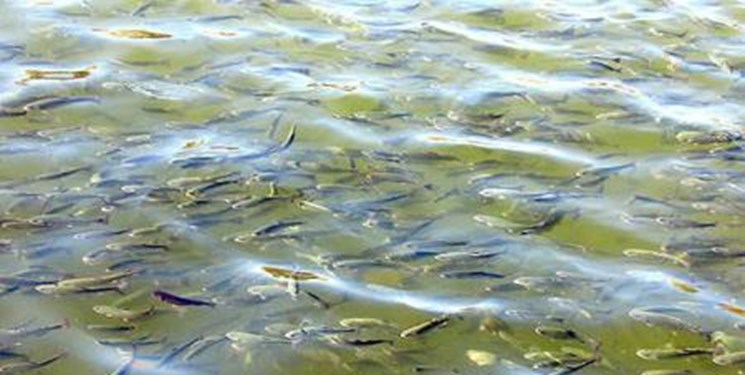 رهاسازی 450 هزار قطعه ماهی گرمابی در رودخانه شاوور شوش