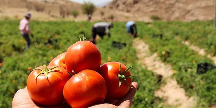 پیش‌بینی برداشت ۴۰۰ تن گوجه فرنگی در میاندورود