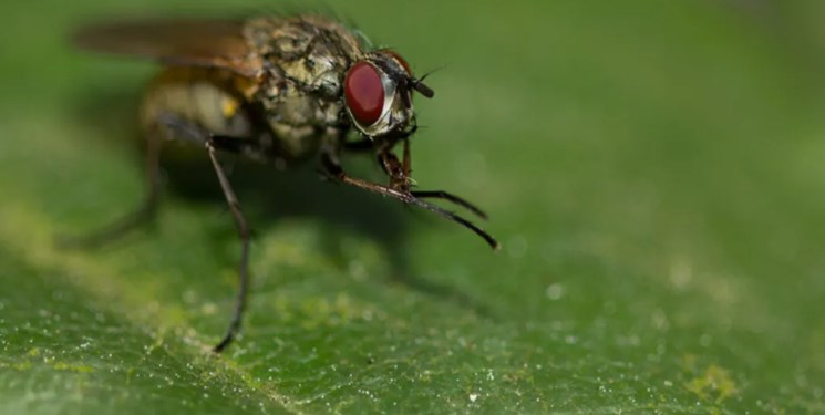 وزن همه حشرات زمین چقدر است؟