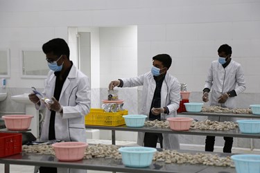 سفر وزیر جهاد کشاورزی به «میناب»