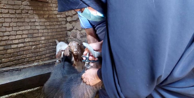 جهادگران بسیجی دام‌های هرمزگان را واکسینه کردند