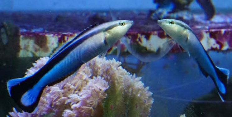 ماهی‌ها خودشان را در عکس‌ها تشخیص می‌دهند