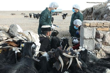 رزمایش جهادی دامپزشکی در استان یزد
