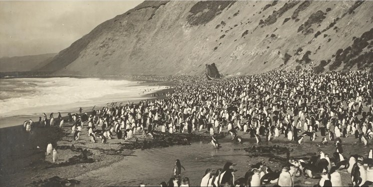 عکس‌های شگفت‌انگیز سفر قطب جنوب در 109 سال پیش /جایگاه انکارناپذیر هنر در تاریخ‌نگاری