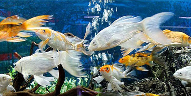 رونق پرورش ماهی‌های آکواریومی در خراسان جنوبی
