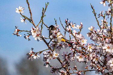 «صدای پای بهار» در شیراز