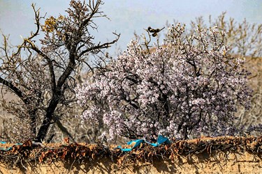 «صدای پای بهار» در شیراز