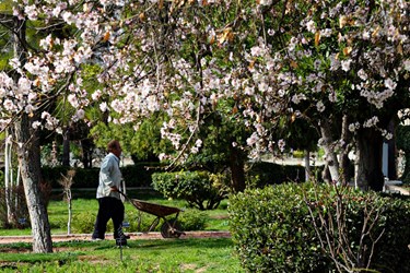 «صدای پای بهار» در شیراز