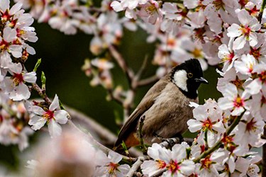 «صدای پای بهار» در شیراز