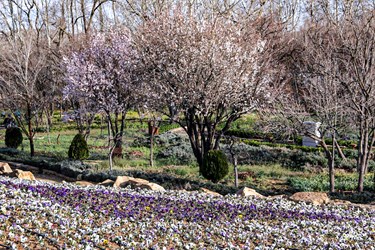 «صدای پای بهار» در شیراز