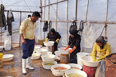 تولید و پرورش «ماهی قرمز» در گیلان