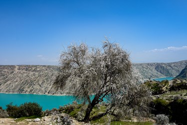 شکوفه های بادامِ «رودتلخی»