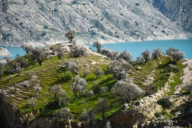 شکوفه های بادامِ «رودتلخی»