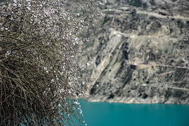 شکوفه های بادامِ «رودتلخی»