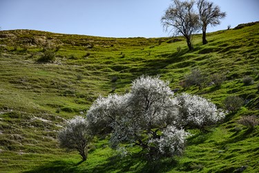 شکوفه های بادامِ «رودتلخی»