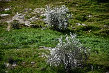 شکوفه های بادامِ «رودتلخی»