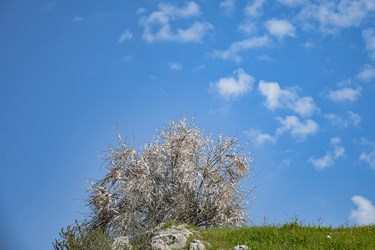 شکوفه های بادامِ «رودتلخی»