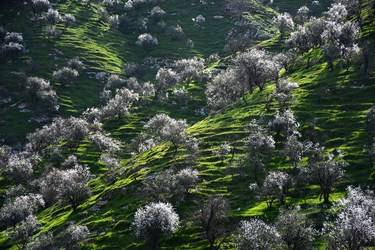 شکوفه های بادامِ «رودتلخی»