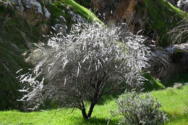 شکوفه های بادامِ «رودتلخی»