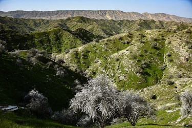 شکوفه های بادامِ «رودتلخی»