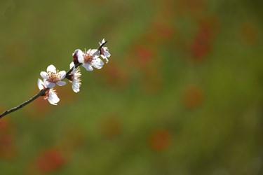 شکوفه های بادامِ «رودتلخی»