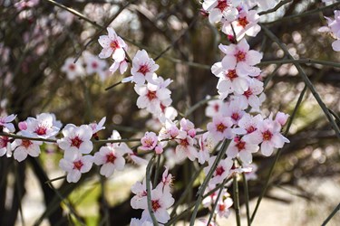 شکوفه های بادامِ «رودتلخی»