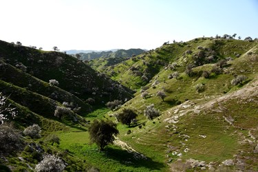 شکوفه های بادامِ «رودتلخی»