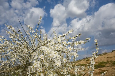 شکوفه های بادامِ «رودتلخی»