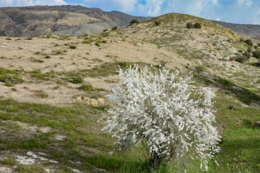 شکوفه های بادامِ «رودتلخی»
