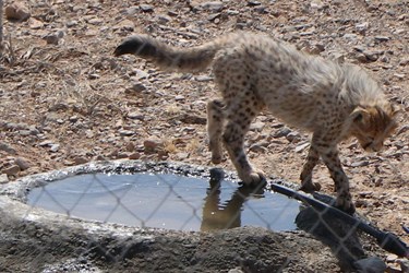 یوزپلنگ‌های ایرانی مشکلی در نوشیدن آب و تغذیه ندارند