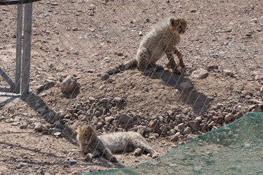 یوزپلنگ‌های ایرانی مشکلی در نوشیدن آب و تغذیه ندارند