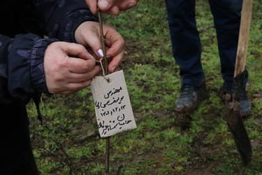 نهالکاری مردمی در جنگل 