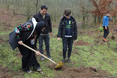 نهالکاری مردمی در جنگل 