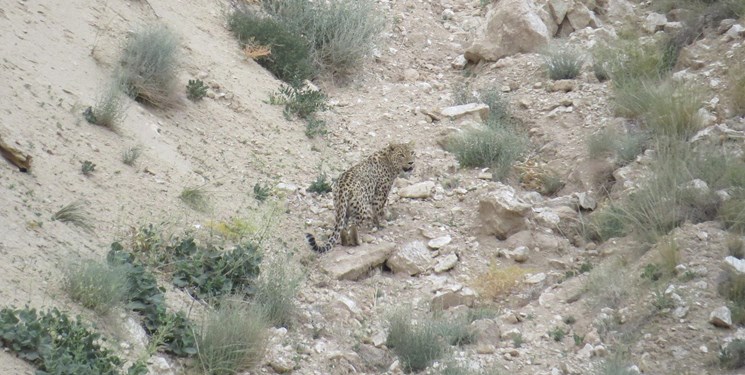 پلنگ سرگردان در روستای طلاور باغملک به خانه بازگشت+ فیلم