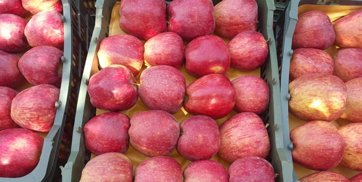 صادرات ۵۵۰ هزار تن سیب در ۱۱ ماه گذشته/ ایران رتبه چهارم جهانی تولید سیب را دارد