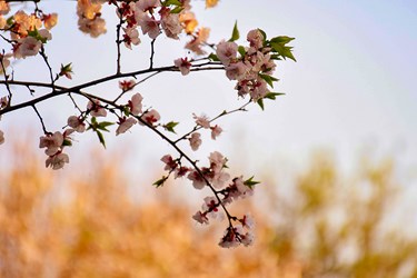 شکوفه های درختان «منصوریه»