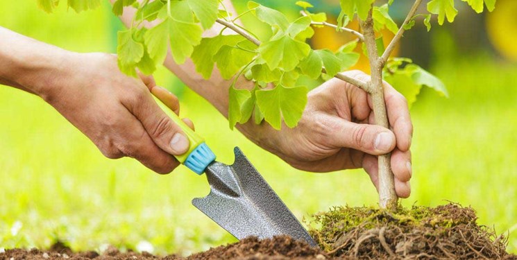 صنایع استان مرکزی در کاشت ۱۶ میلیون درخت مشارکت کنند