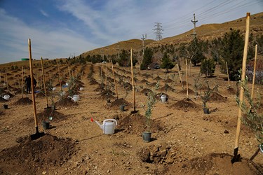 آیین روز درختکاری در «باغستان البرز»