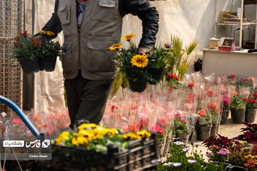 Flower, Plant Market in Tehran on Eve of Iranian New Year